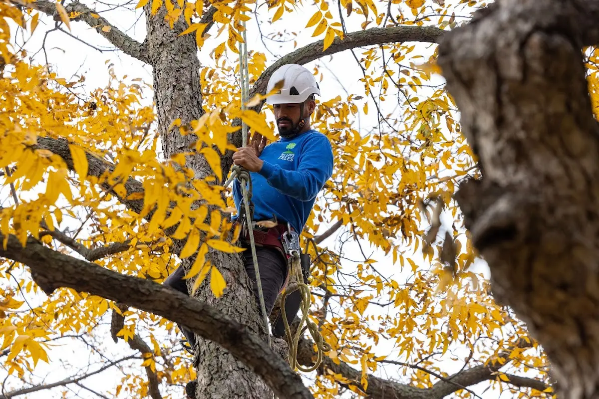 Skilled Storm Damage Cleanup crew working in Dalton